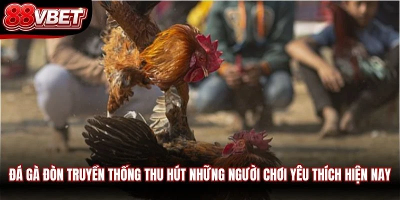 Đá gà đòn truyền thống thu hút những người chơi yêu thích hiện nay