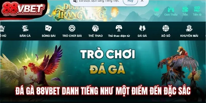 Đá gà 88VBET danh tiếng như một điểm đến đặc sắc, đáng trải nghiệm