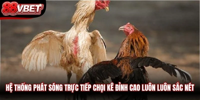 Hệ thống phát sóng trực tiếp chọi kê đỉnh cao luôn luôn sắc nét