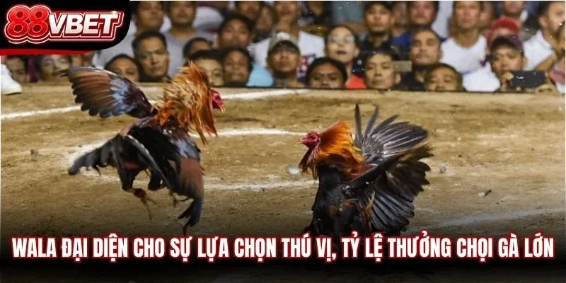 Wala đại diện cho sự lựa chọn thú vị, tỷ lệ thưởng chọi gà lớn