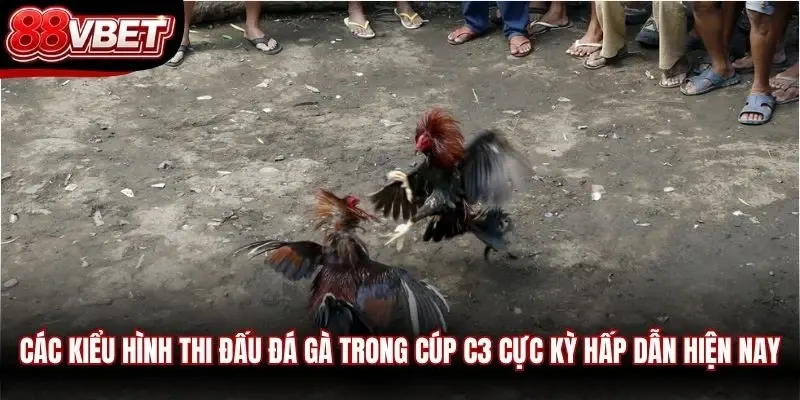 Các kiểu hình thi đấu đá gà trong cúp C3 cực kỳ hấp dẫn hiện nay