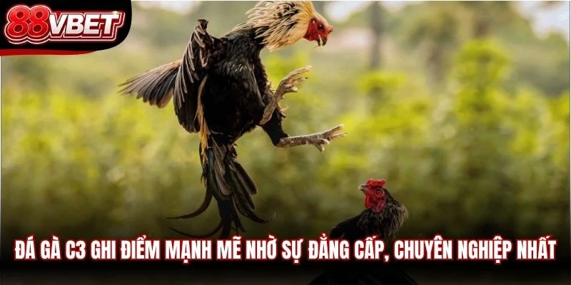 Đá gà C3 ghi điểm mạnh mẽ nhờ sự đẳng cấp, chuyên nghiệp nhất