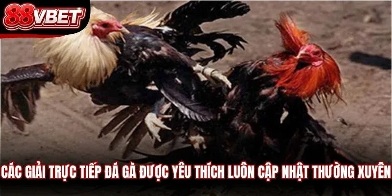 Các giải trực tiếp đá gà được yêu thích luôn cập nhật thường xuyên