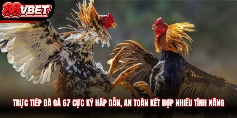 Trực tiếp đá gà 67 cực kỳ hấp dẫn, an toàn kết hợp nhiều tính năng