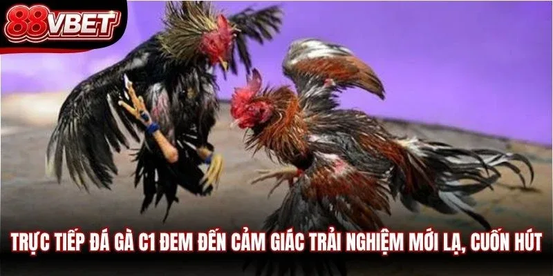 Trực tiếp đá gà C1 đem đến cảm giác trải nghiệm mới lạ, cuốn hút