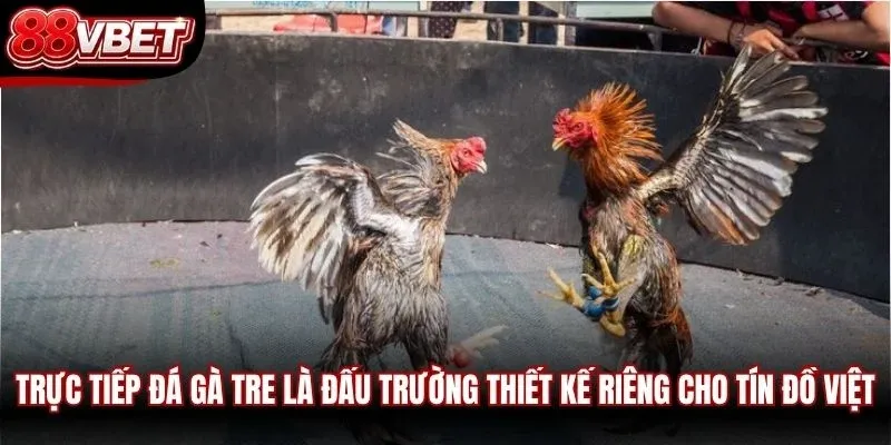 Trực tiếp đá gà tre là đấu trường thiết kế riêng cho tín đồ Việt